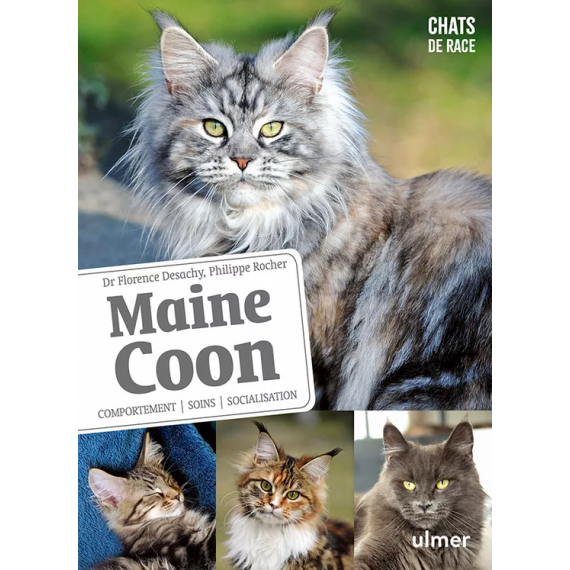 Maine Coon - Éditions Ulmer